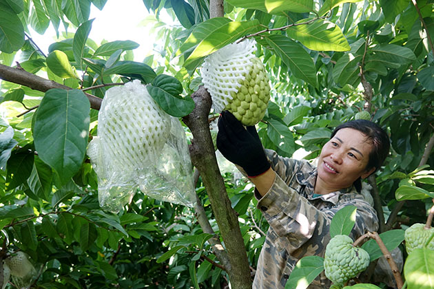 HTX tiêu biểu trong sản xuất nông nghiệp ứng dụng công nghệ cao - Ảnh 1.