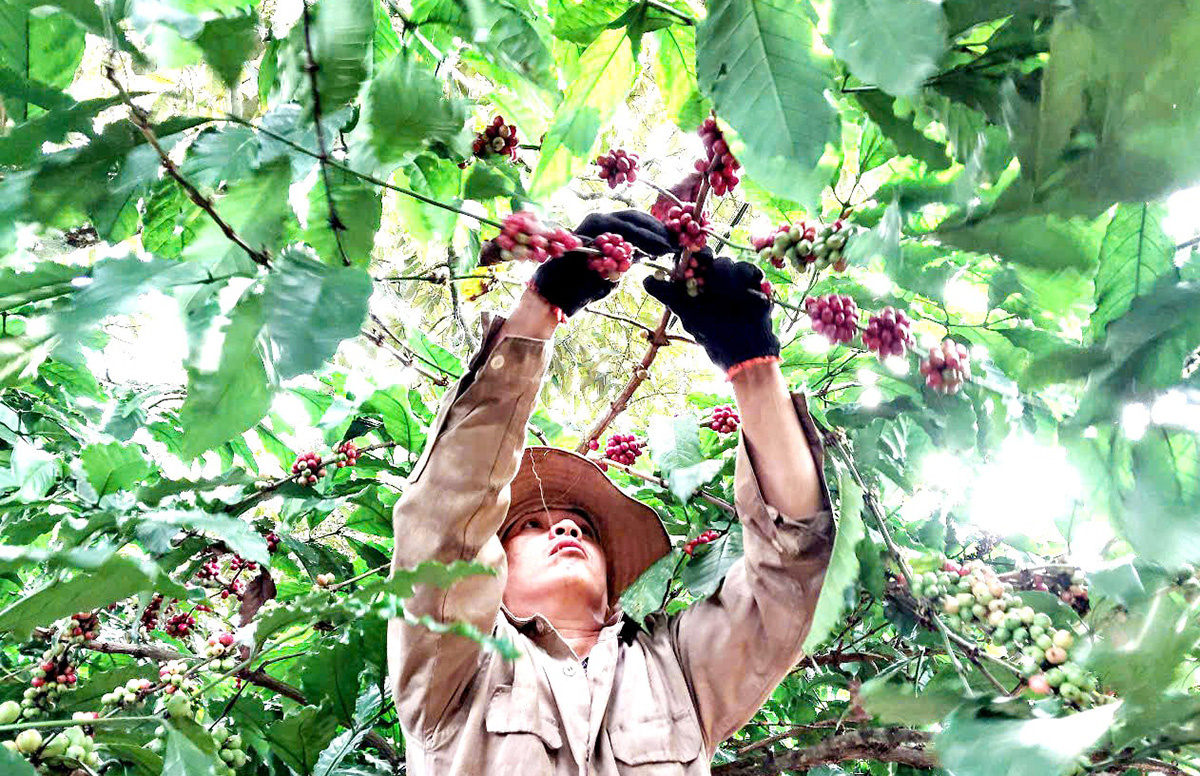 Nông thôn mới ở Lâm Đồng - Hướng đi riêng cho phát triển bền vững- Ảnh 1.