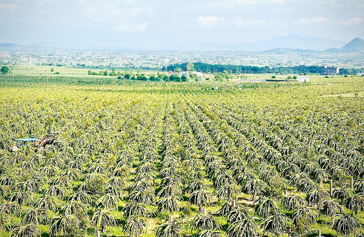 Nông thôn mới ở Lâm Đồng - Hướng đi riêng cho phát triển bền vững- Ảnh 2.