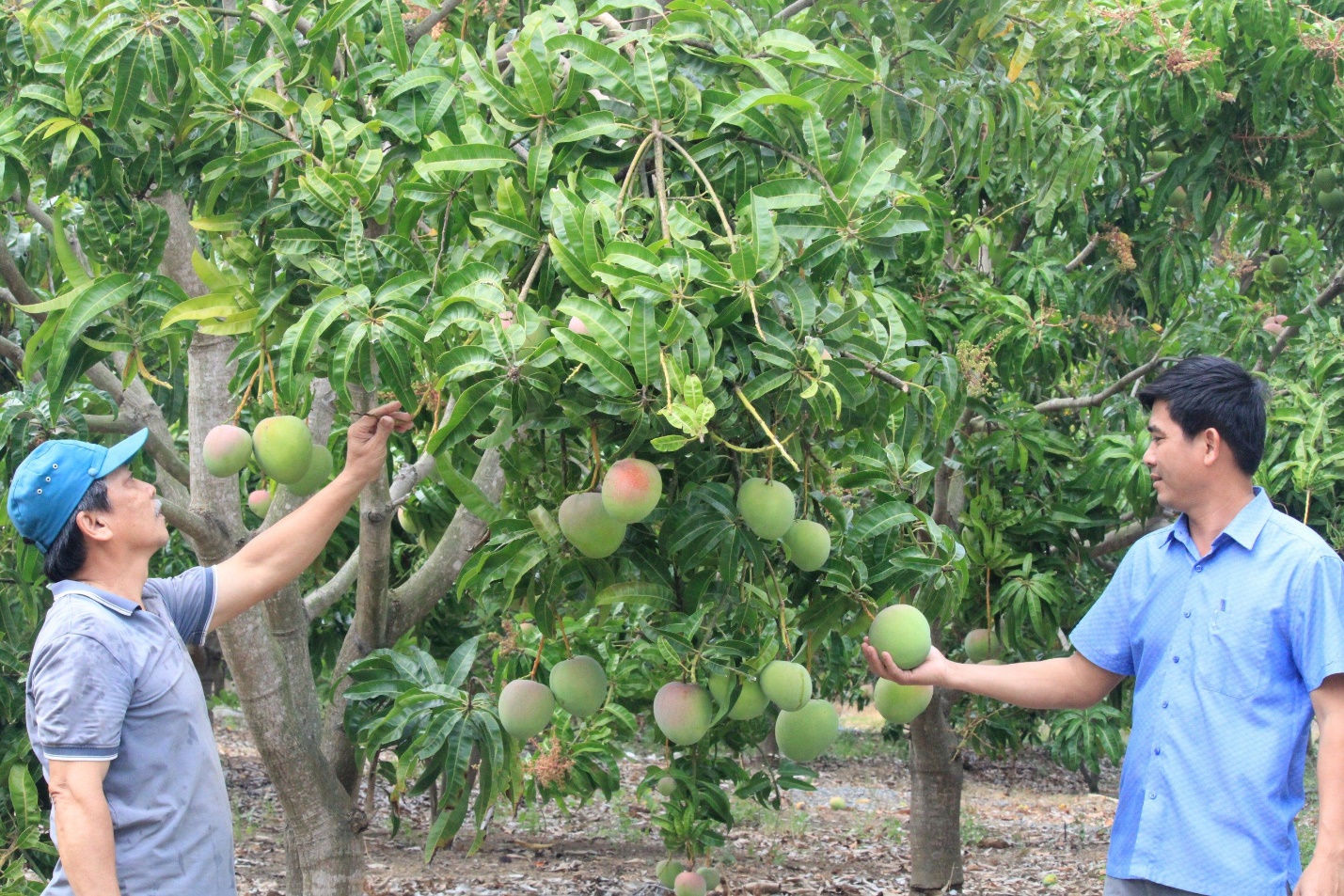 Khánh Hòa: Khoa học và công nghệ mở đường cho nông thôn mới chuyển mình- Ảnh 1. Khánh Hòa: Khoa học và công nghệ mở đường cho nông thôn mới chuyển mình- Ảnh 1.