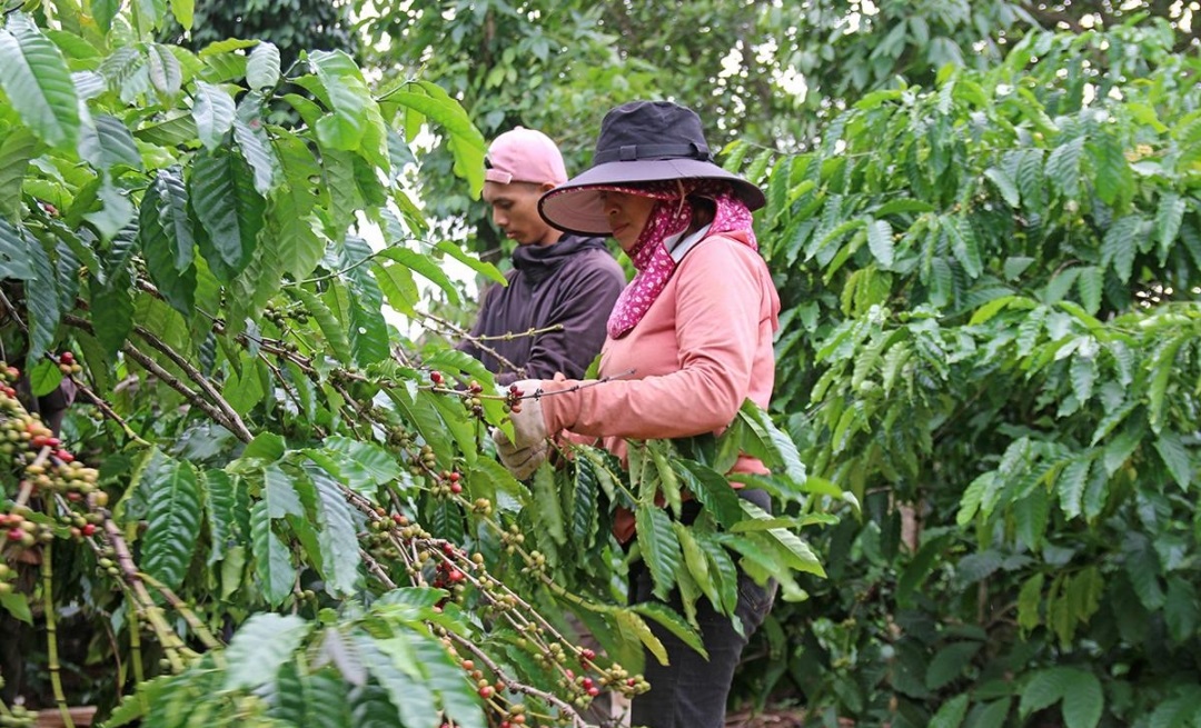 Đắk Lắk: Khoa học và công nghệ tạo sức bật cho nông thôn mới- Ảnh 1. Đắk Lắk: Khoa học và công nghệ tạo sức bật cho nông thôn mới- Ảnh 1.