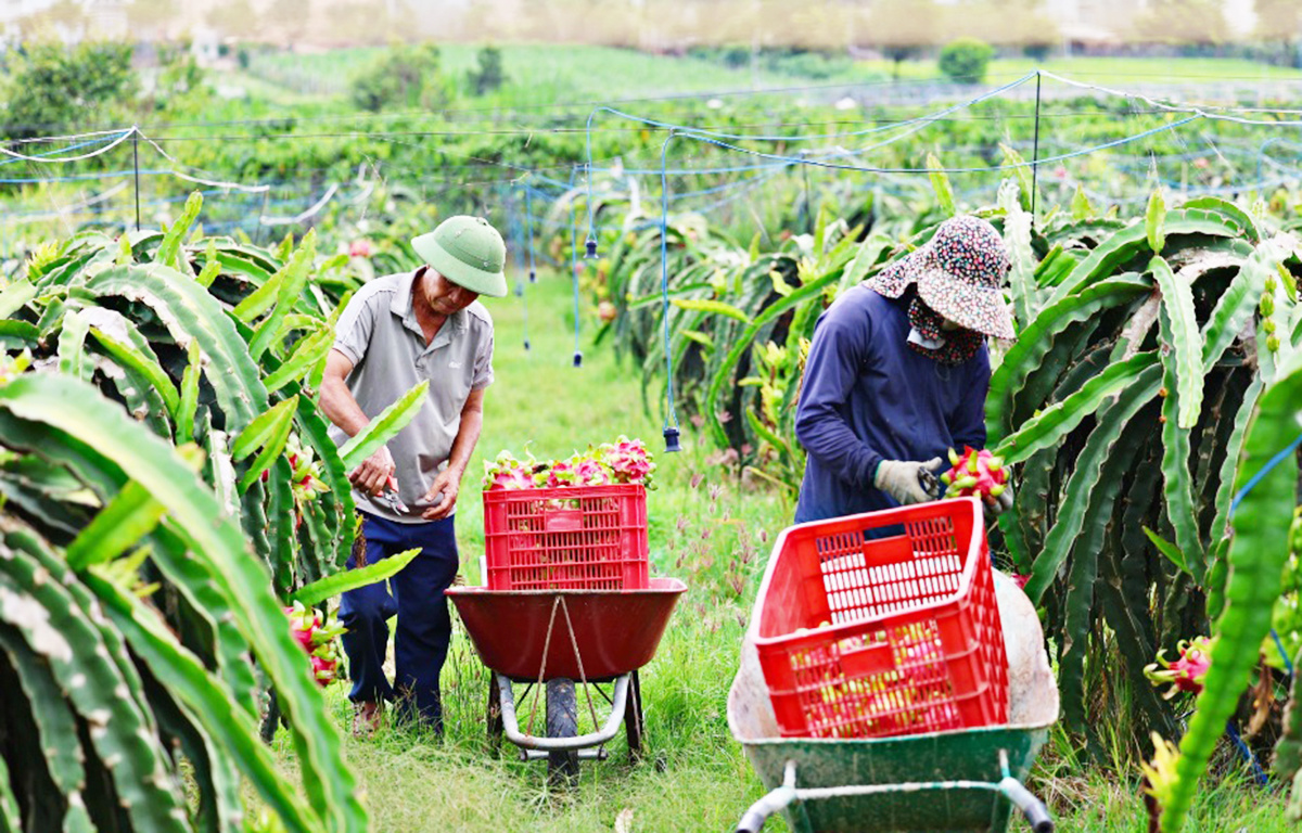 Lâm Đồng: Khoa học công nghệ và HTX thắp sáng nông thôn mới bền vững- Ảnh 1. Lâm Đồng: Khoa học công nghệ và HTX thắp sáng nông thôn mới bền vững- Ảnh 1.