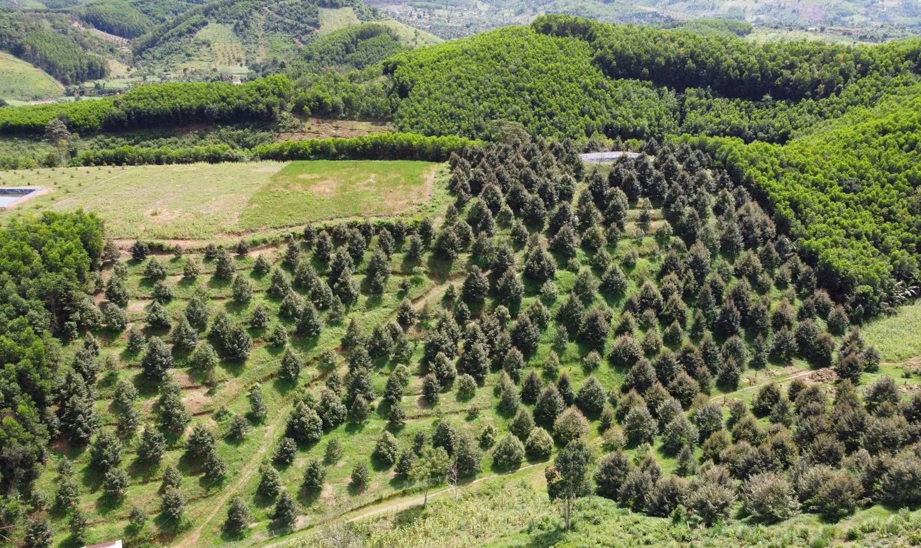 Điểm sáng giảm nghèo bền vững ở tỉnh Khánh Hòa - Ảnh 2.