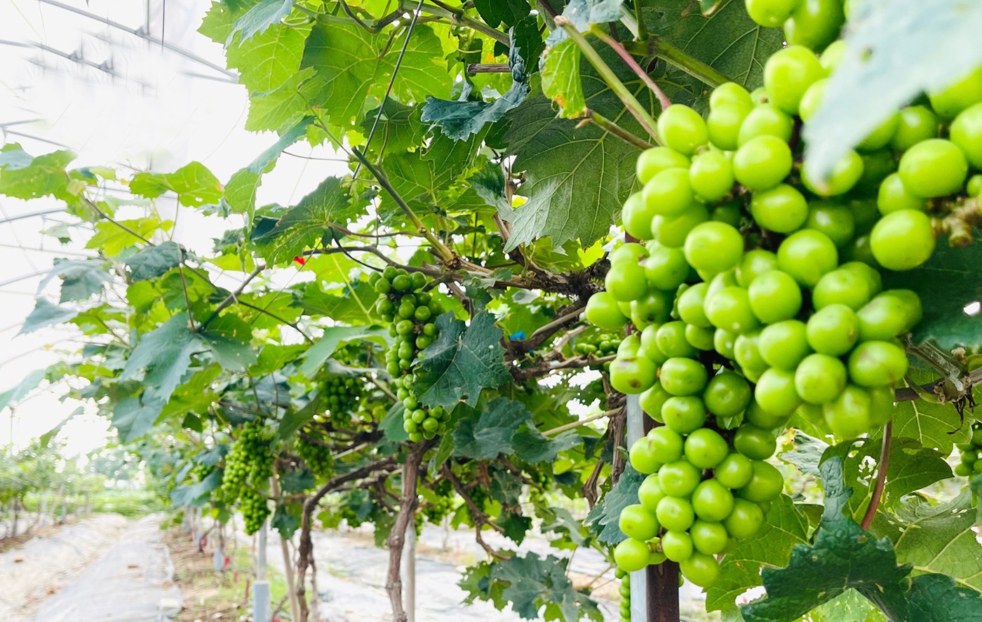 Nông nghiệp số, nông thôn xanh – bước tiến mới trong phát triển bền vững của Bắc Ninh - Ảnh 1.