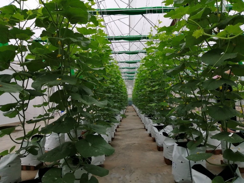 Ứng dụng khoa học kỹ thuật nông dân Bắc Ninh thu lãi lớn từ dưa leo- Ảnh 2. Ứng dụng khoa học kỹ thuật nông dân Bắc Ninh thu lãi lớn từ dưa leo- Ảnh 2.