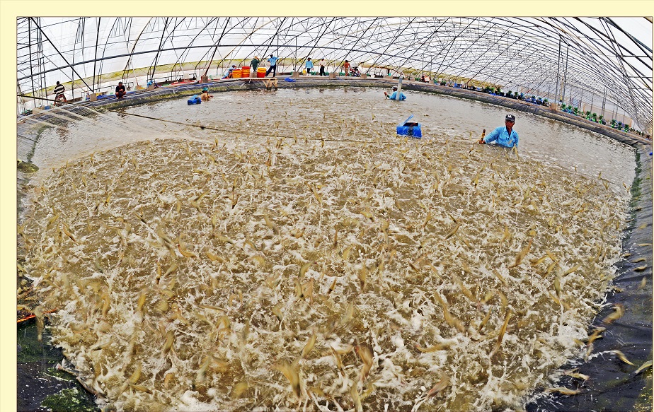 Phát triển kinh tế xanh và kinh tế tuần hoàn trong thủy sản - hướng đi tất yếu cho phát triển bền vững- Ảnh 1.