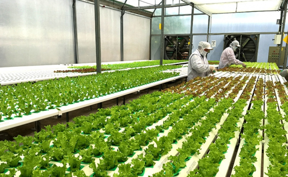 Ứng dụng công nghệ số, hướng tới nông thôn mới thông minh - Ảnh 1.