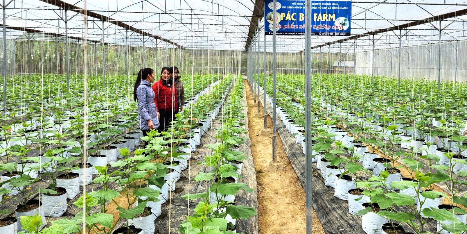 Nông thôn mới Cao Bằng: Khi KH&CN trở thành động lực tăng trưởng xanh- Ảnh 1.