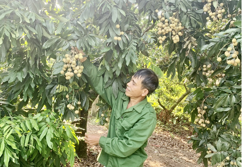 Nông dân Hưng Yên "giàu nhanh" nhờ khoa học công nghệ và sở hữu trí tuệ- Ảnh 1.