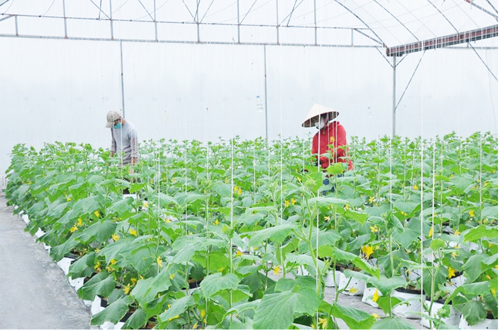 Nông dân Hưng Yên "giàu nhanh" nhờ khoa học công nghệ và sở hữu trí tuệ- Ảnh 2.