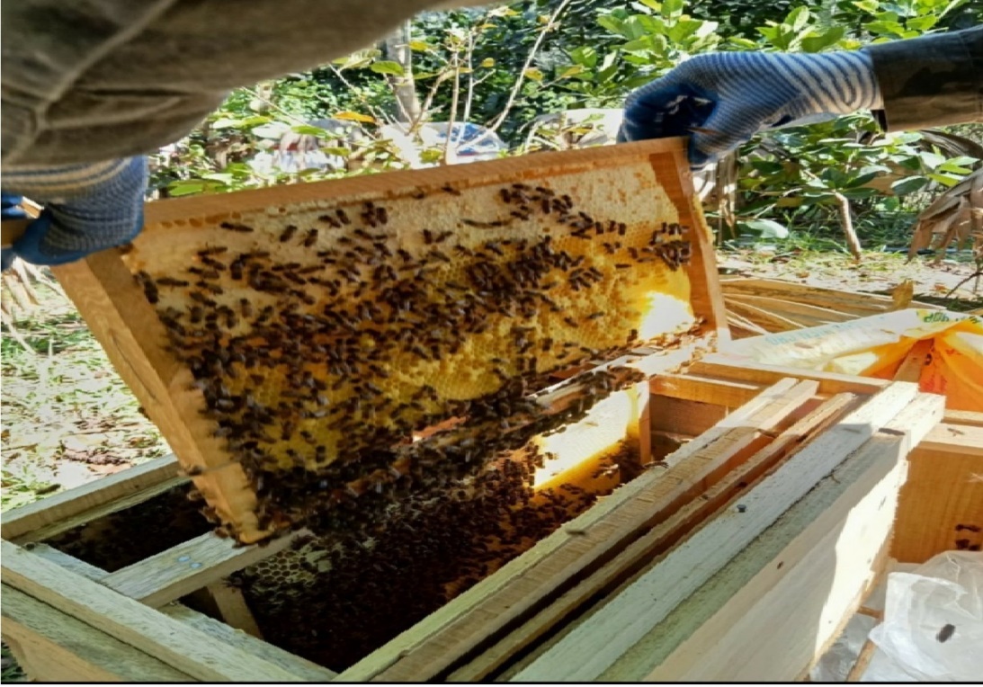 Hà Tĩnh: Tạo sinh kế bền vững - Nâng chất dinh dưỡng để “không ai bị bỏ lại phía sau” - Ảnh 1.