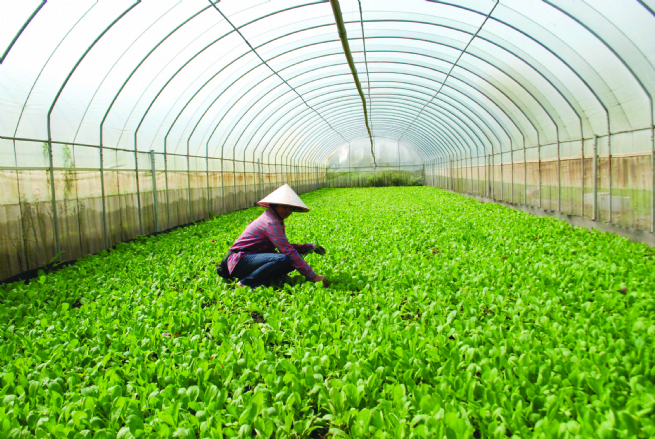 Ứng dụng công nghệ cao trong nông nghiệp: Hướng đi bền vững giảm nghèo vùng miền núi- Ảnh 1.