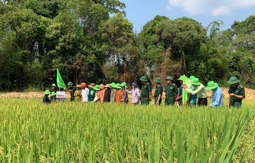 Chuyển đổi giống cây trồng tăng năng suất nơi vùng biên- Ảnh 1. Chuyển đổi giống cây trồng tăng năng suất nơi vùng biên- Ảnh 1.