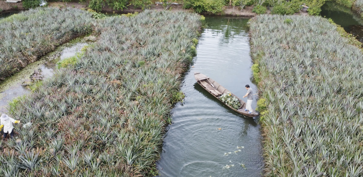 Cây dứa trở thành cây xoá nghèo của nông dân Đồng Tháp- Ảnh 1. Cây dứa trở thành cây xoá nghèo của nông dân Đồng Tháp- Ảnh 1.