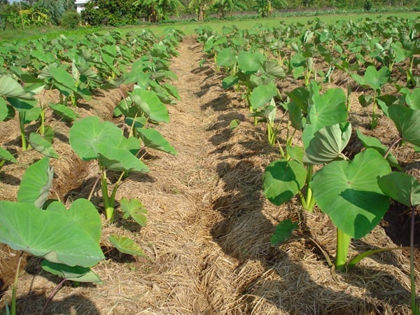 Mỹ An Hưng xây dựng mô hình giảm nghèo bền vững- Ảnh 1. Mỹ An Hưng xây dựng mô hình giảm nghèo bền vững- Ảnh 1.