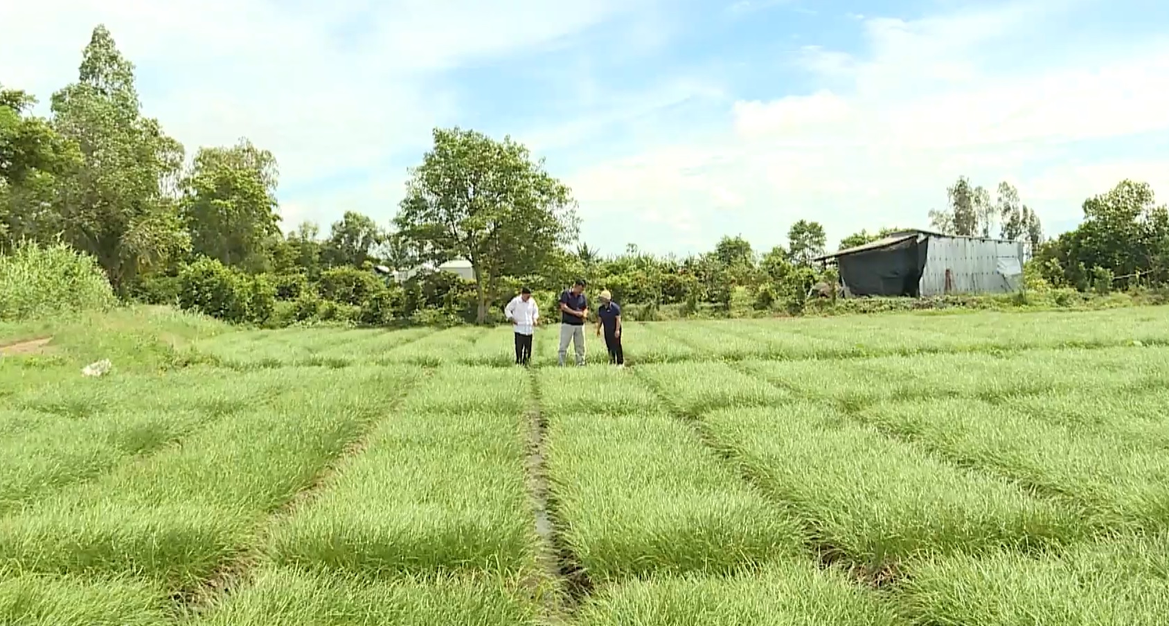 Mỹ An Hưng xây dựng mô hình giảm nghèo bền vững- Ảnh 2. Mỹ An Hưng xây dựng mô hình giảm nghèo bền vững- Ảnh 2.