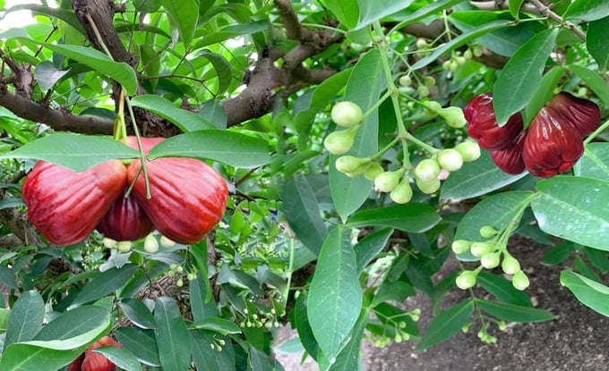 Giống mận hồng MST mở đường cho mục tiêu giảm nghèo bền vững- Ảnh 1. Giống mận hồng MST mở đường cho mục tiêu giảm nghèo bền vững- Ảnh 1.