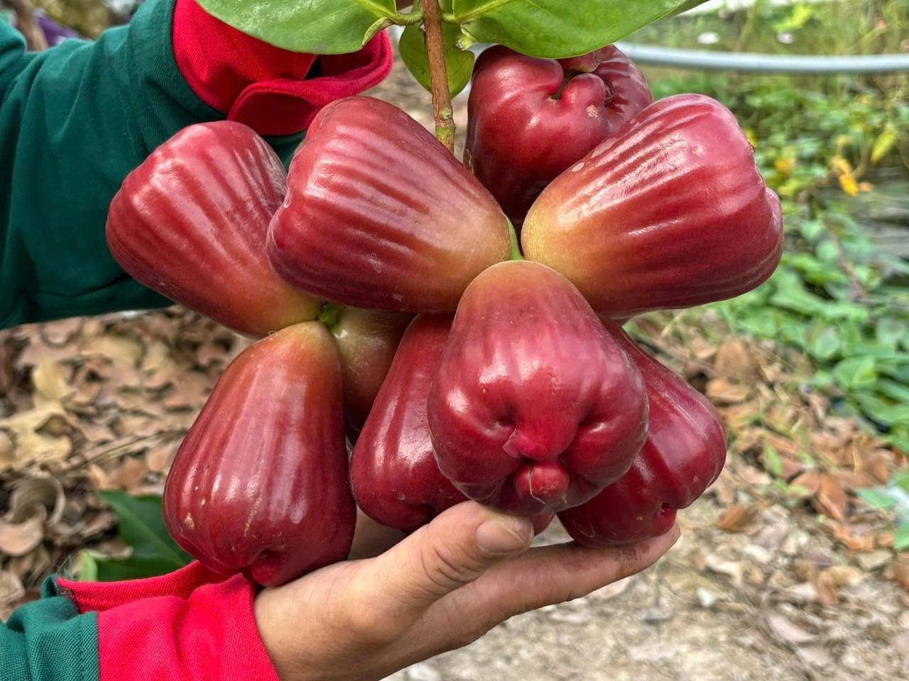 Giống mận hồng MST mở đường cho mục tiêu giảm nghèo bền vững- Ảnh 2. Giống mận hồng MST mở đường cho mục tiêu giảm nghèo bền vững- Ảnh 2.