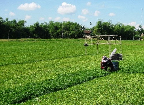 Quảng Điền thoát nghèo nhờ trồng rau má VietGAP- Ảnh 1. Quảng Điền thoát nghèo nhờ trồng rau má VietGAP- Ảnh 1.