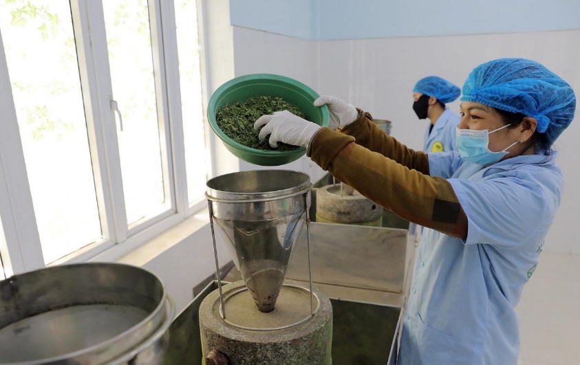 Quảng Điền thoát nghèo nhờ trồng rau má VietGAP- Ảnh 2. Quảng Điền thoát nghèo nhờ trồng rau má VietGAP- Ảnh 2.