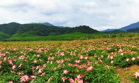 Chuỗi liên kết dược liệu mở lối thoát nghèo cho vùng đất Ba Lòng- Ảnh 1. Chuỗi liên kết dược liệu mở lối thoát nghèo cho vùng đất Ba Lòng- Ảnh 1.