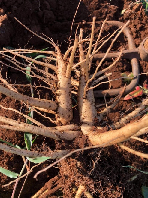 Chuỗi liên kết dược liệu mở lối thoát nghèo cho vùng đất Ba Lòng- Ảnh 2. Chuỗi liên kết dược liệu mở lối thoát nghèo cho vùng đất Ba Lòng- Ảnh 2.