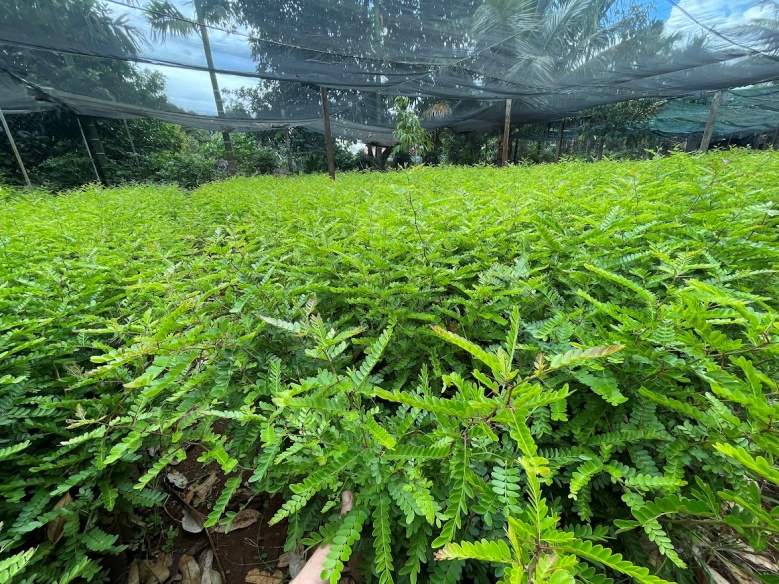 T&agrave; Rụt từng bước l&agrave;m gi&agrave;u cho đồng b&agrave;o d&acirc;n tộc thiểu số- Ảnh 2.