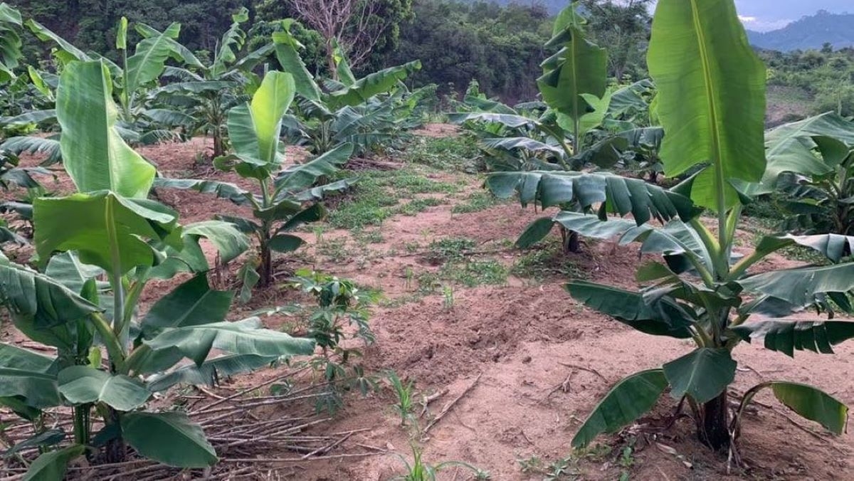 Chuối lùn bản địa giúp người dân vùng cao Tà Rụt xóa nghèo- Ảnh 1. Chuối lùn bản địa giúp người dân vùng cao Tà Rụt xóa nghèo- Ảnh 1.