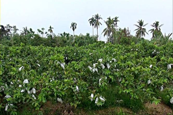 Điểm tựa sinh kế giúp người dân Hương Đô vươn lên thoát nghèo- Ảnh 1. Điểm tựa sinh kế giúp người dân Hương Đô vươn lên thoát nghèo- Ảnh 1.