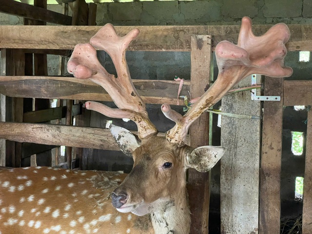 Chặng đường giảm nghèo bền vững và những mô hình hiệu quả- Ảnh 1. Chặng đường giảm nghèo bền vững và những mô hình hiệu quả- Ảnh 1.