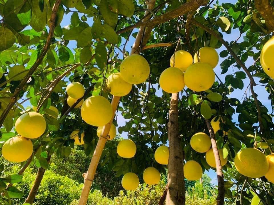 Chặng đường giảm nghèo bền vững và những mô hình hiệu quả- Ảnh 2. Chặng đường giảm nghèo bền vững và những mô hình hiệu quả- Ảnh 2.