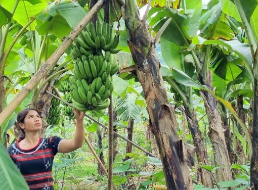 T&agrave; Rụt từng bước l&agrave;m gi&agrave;u cho đồng b&agrave;o d&acirc;n tộc thiểu số- Ảnh 1.