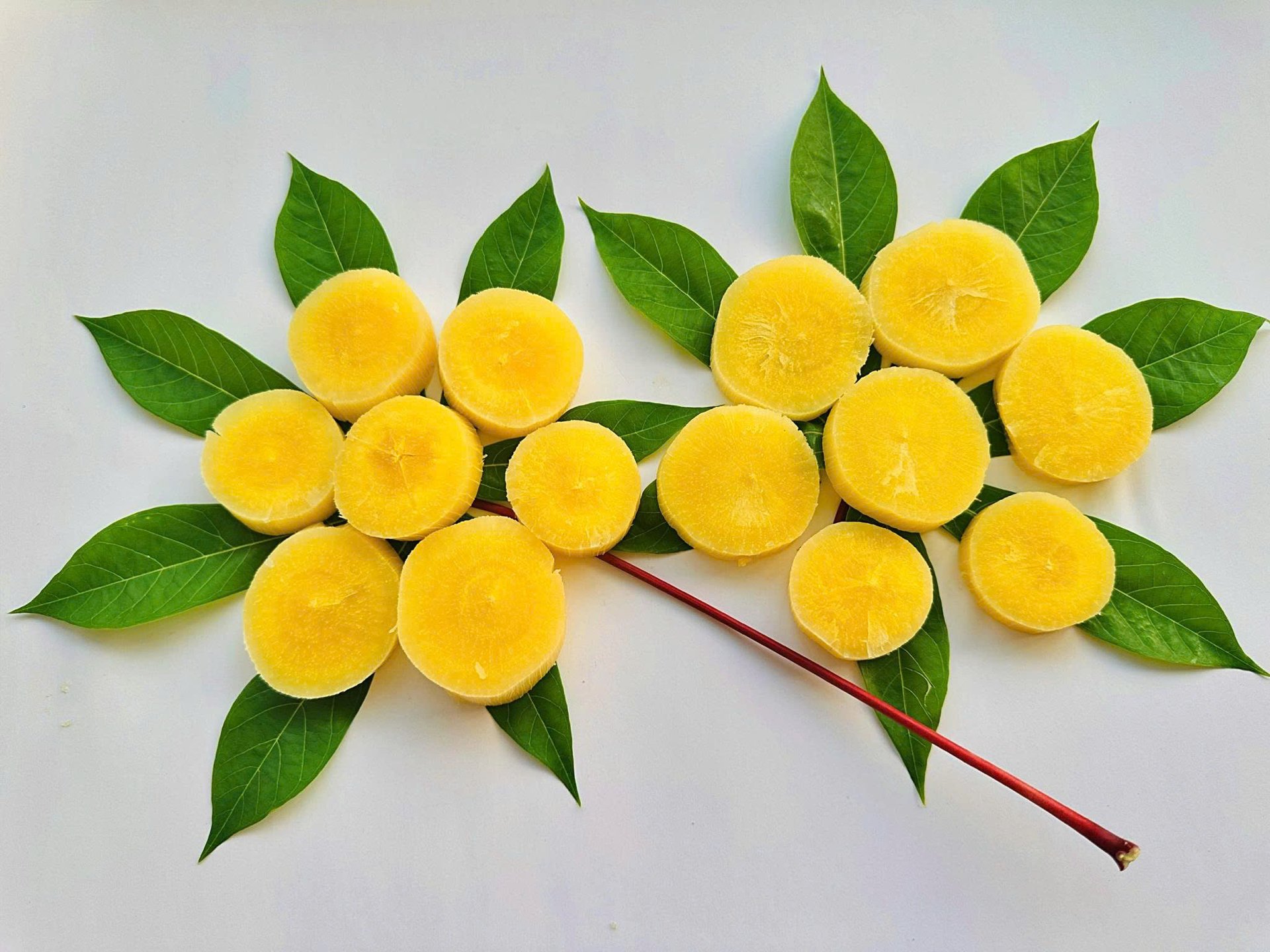 Sắn ruột vàng Phú Thọ cho giá trị gia tăng và phát triển bền vững- Ảnh 1.