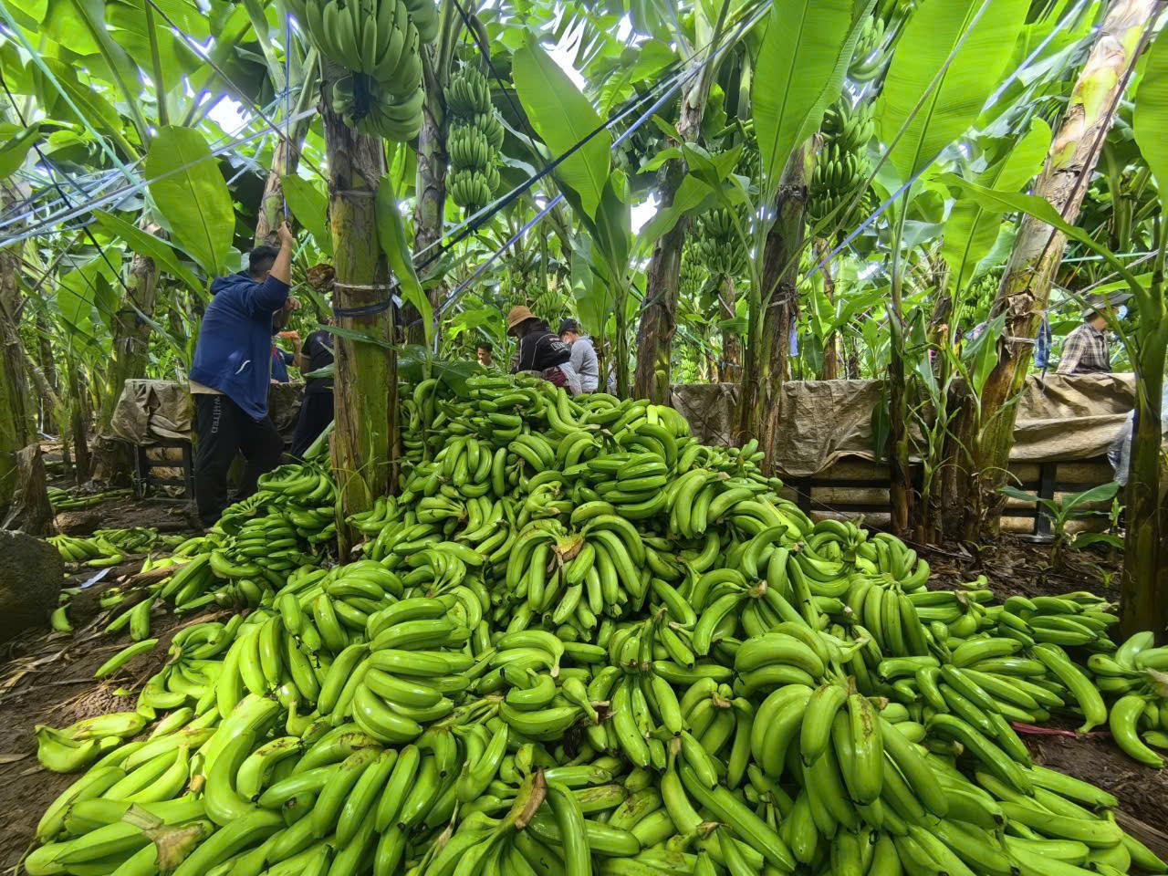 Cơ giới hóa canh tác chuối quy mô tập trung: giảm lao động, giảm chi phí, tăng hiệu quả kinh tế - Ảnh 1.