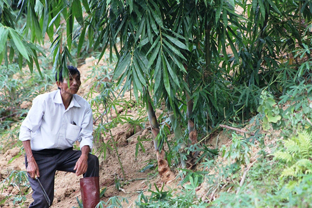 Mở hướng mới cho rừng măng bói ở Tây Bắc- Ảnh 2.