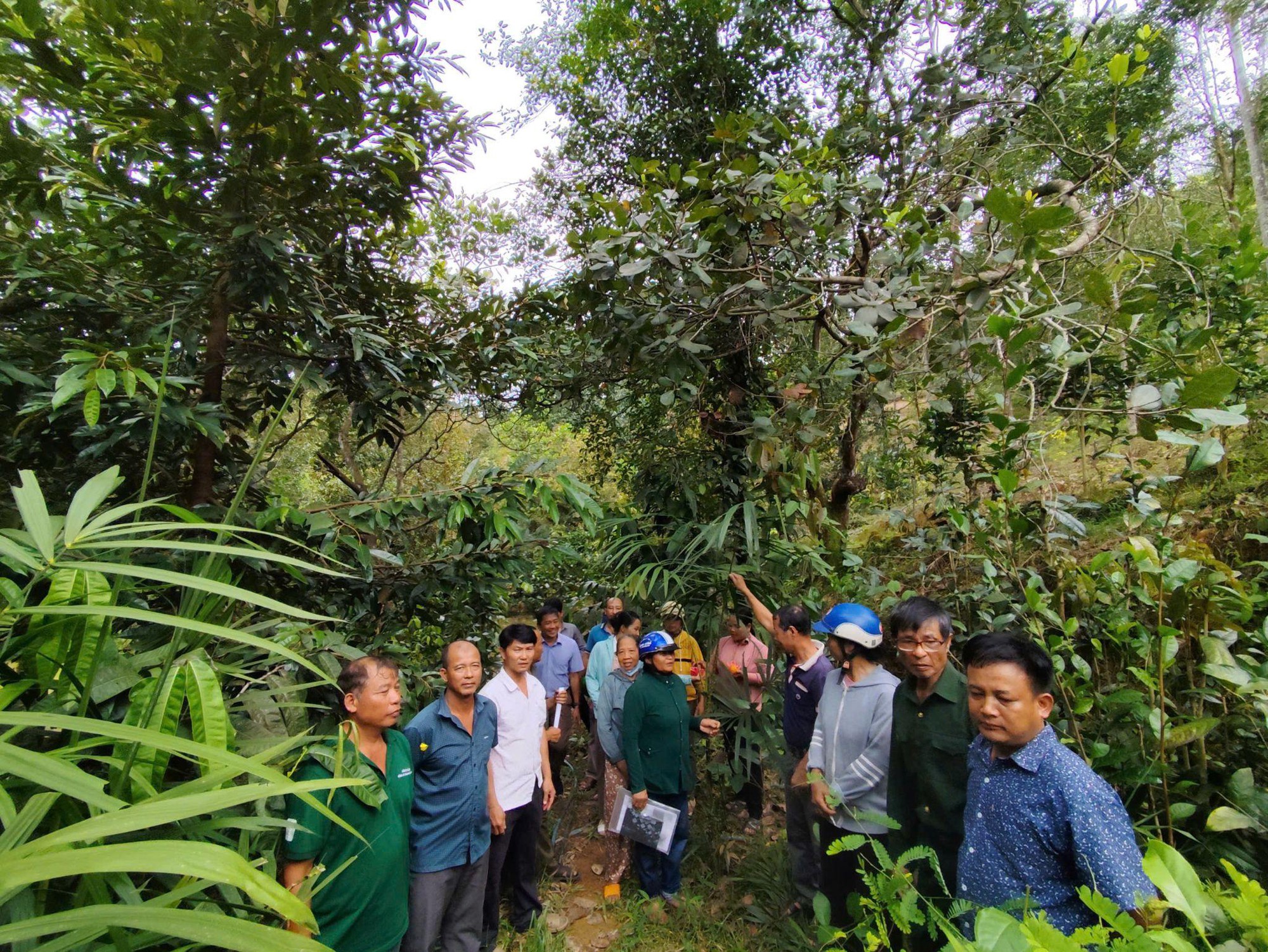 Nguồn gen bản địa mở hướng phát triển sinh kế bền vững- Ảnh 1.