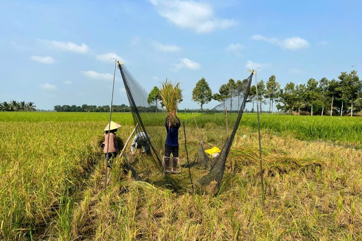 "Hồi sinh" giống lúa huyết rồng quý hiếm- Ảnh 1.