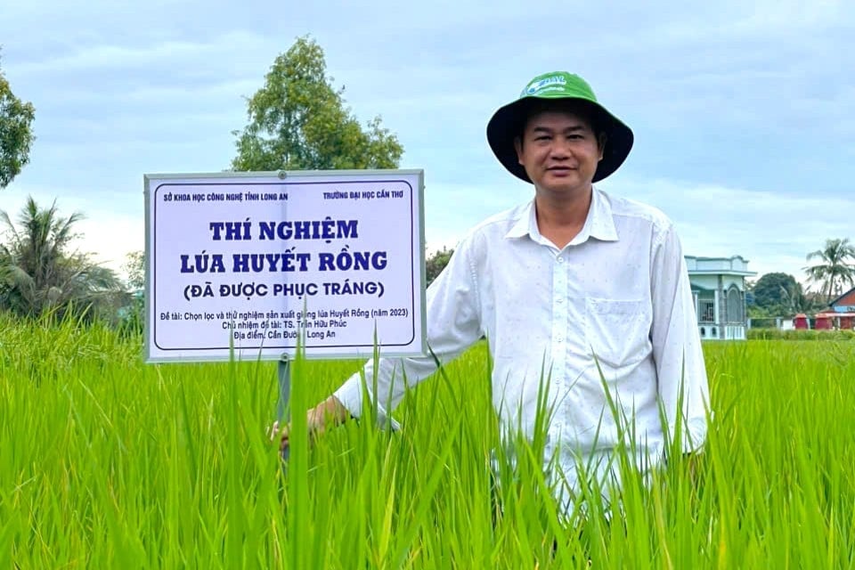 "Hồi sinh" giống lúa huyết rồng quý hiếm- Ảnh 2.