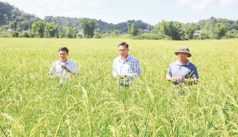 Phát huy giá trị cây nông nghiệp bản địa- Ảnh 1.