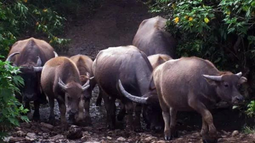 Bảo tồn và phát triển nguồn gen Trâu Langbiang- Ảnh 2. Bảo tồn và phát triển nguồn gen Trâu Langbiang- Ảnh 2.