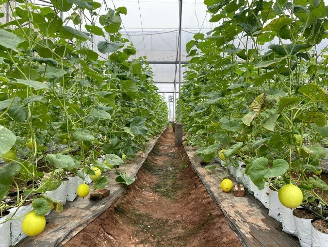 تھائی بن نے ہائی ٹیک تربوز اور پھول اگانے کا ماڈل تیار کیا - تصویر 1۔ Thái Bình phát triển mô hình trồng dưa thơm và hoa công nghệ cao- Ảnh 1.