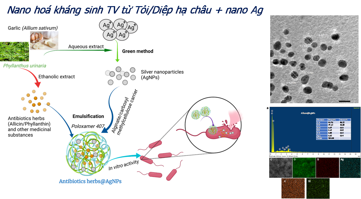 การวิจัยเกี่ยวกับยาปฏิชีวนะระดับนาโนในฟาร์มสัตว์ปีก: แนวทางใหม่สู่การเกษตรที่ปลอดภัยและยั่งยืน - ภาพที่ 1 Nghiên cứu kháng sinh nano trong chăn nuôi gia cầm: Giải pháp mới hướng tới nông nghiệp an toàn, bền vững- Ảnh 1.