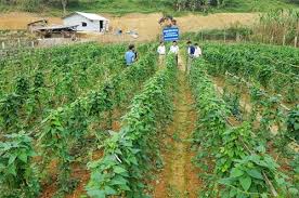 Cao Bằng: Khoa học, công nghệ và đổi mới sáng tạo tạo động lực phát triển kinh tế - xã hội - Ảnh 2.