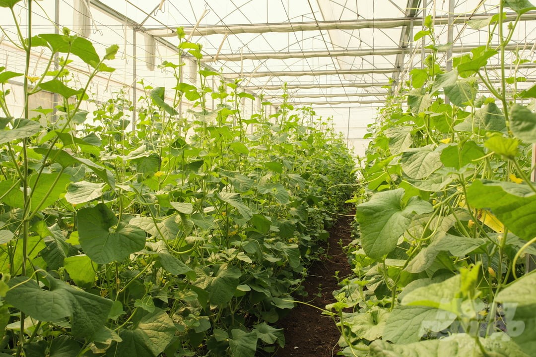 Digital agriculture from greenhouses: An open direction for modern agricultural production - Photo 2. Làm nông nghiệp số từ nhà màng: Hướng mở cho sản xuất nông nghiệp hiện đại- Ảnh 2.