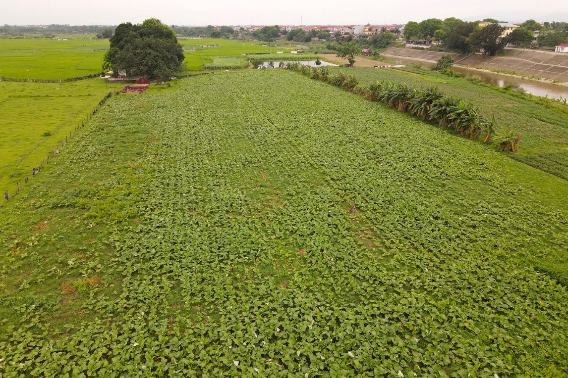 Transformasi digital dalam pengembangan tanaman obat - Gambar 1. Chuyển đổi số trong phát triển dược liệu- Ảnh 1.