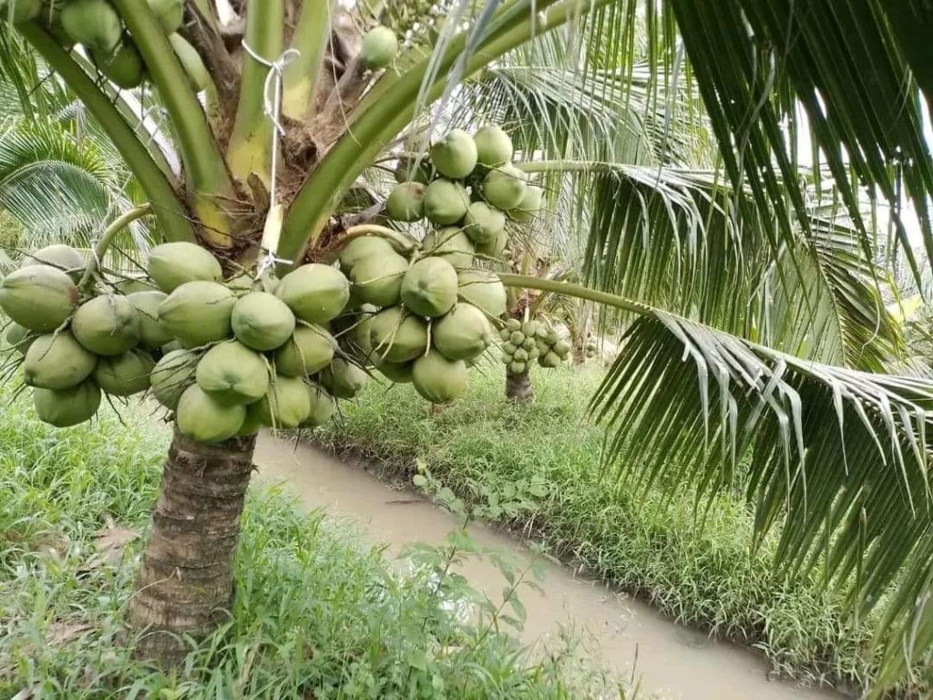 Vitenskap og teknologi: Innflytelse for å øke verdien av kokosnøttindustrien i Vesten - Bilde 2. Khoa học và công nghệ: Đòn bẩy nâng giá trị ngành dừa miền Tây- Ảnh 2.