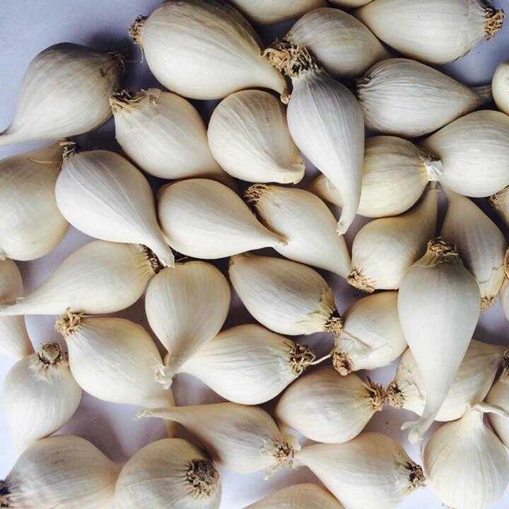 Věda a technologie otevírají udržitelný směr pro česnek Ly Son - Foto 1. Khoa học công nghệ mở hướng đi bền vững cho tỏi Lý Sơn- Ảnh 1.