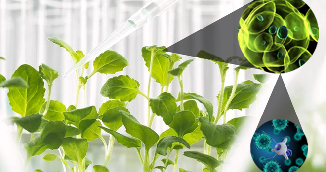 Nanotechnologie - een nieuwe stap voorwaarts in duurzame landbouwproductie - Foto 1. Công nghệ nano - bước tiến mới trong sản xuất nông nghiệp bền vững- Ảnh 1.