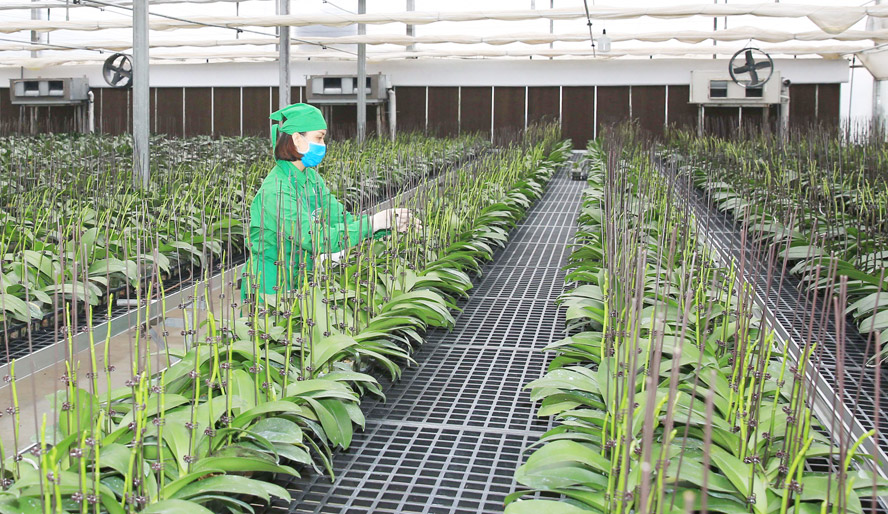 Ứng dụng khoa học c&ocirc;ng nghệ v&agrave; tư duy xanh mở lối cho n&ocirc;ng nghiệp Việt Nam- Ảnh 1.