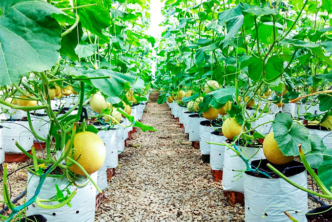 Digital teknik förändrar hur meloner odlas i Khanh Hoa - Foto 1. Công nghệ số thay đổi cách trồng dưa lưới tại Khánh Hòa- Ảnh 1.